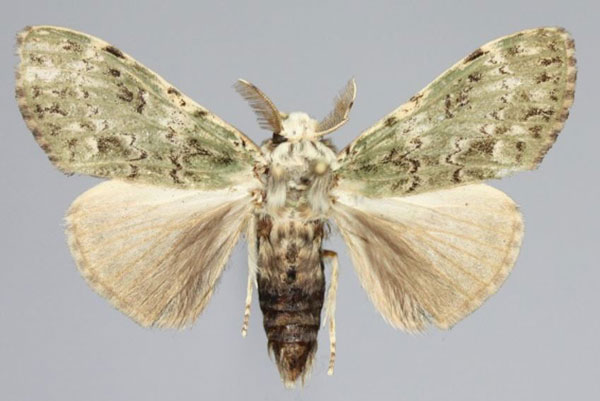 /filer/webapps/moths/media/images/M/mascarena_Griveaudyria_AM_Collectora.jpg