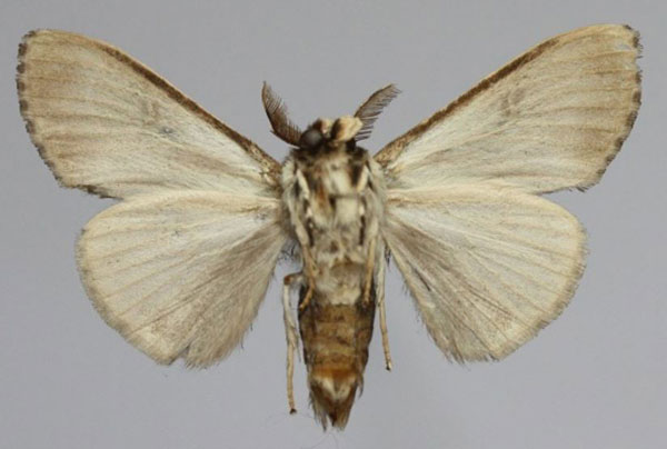 /filer/webapps/moths/media/images/M/mascarena_Griveaudyria_AM_Collectorb.jpg