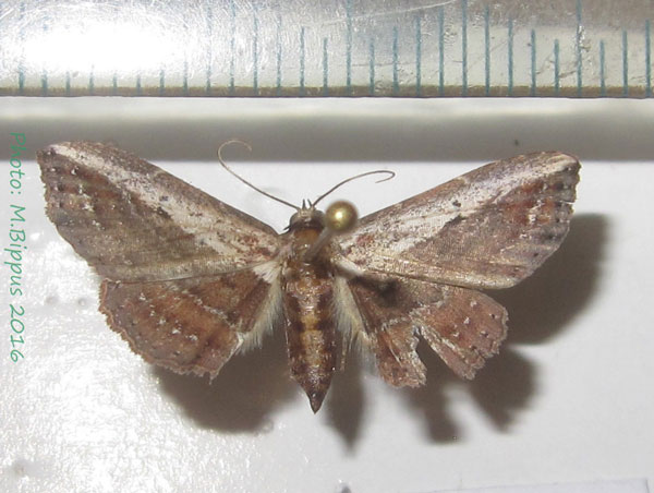 /filer/webapps/moths/media/images/M/mascarena_Lophoruza_A_Bippus_02_fvl08x8.jpg