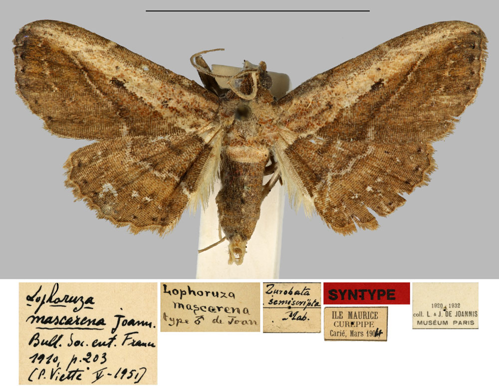 /filer/webapps/moths/media/images/M/mascarena_Lophoruza_ST_MNHN.jpg