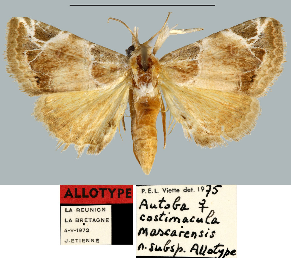 /filer/webapps/moths/media/images/M/mascarensis_Autoba_AT_MNHN.jpg