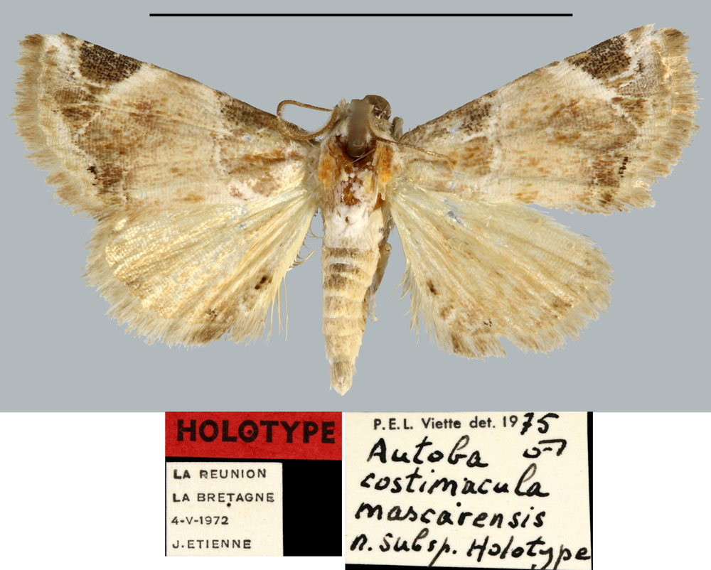 /filer/webapps/moths/media/images/M/mascarensis_Autoba_HT_MNHN.jpg