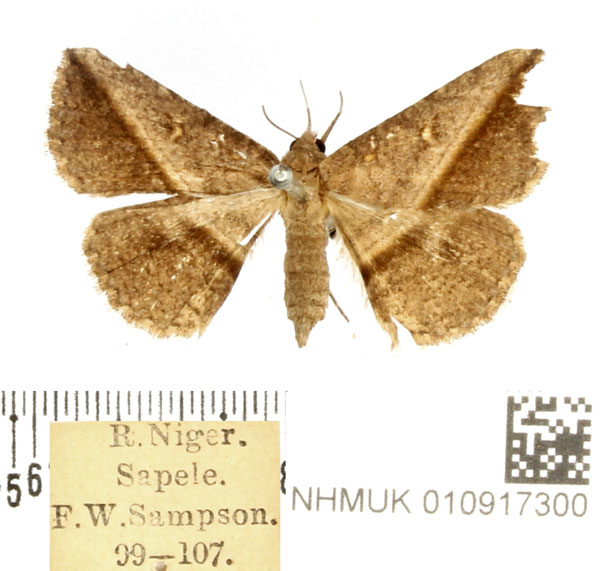 /filer/webapps/moths/media/images/M/mascusalis_Ugia_AF_BMNH.jpg