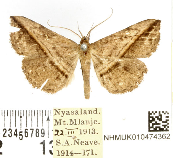 /filer/webapps/moths/media/images/M/mascusalis_Ugia_AM_BMNH.jpg