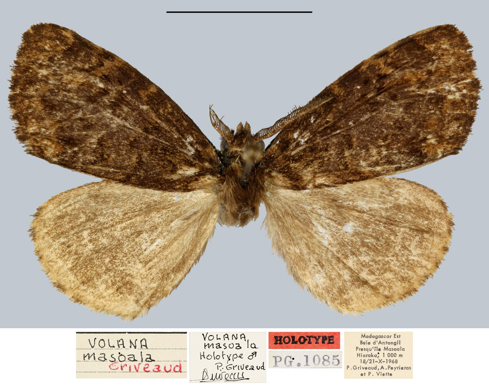/filer/webapps/moths/media/images/M/masoala_Volana_HT_MNHN.jpg