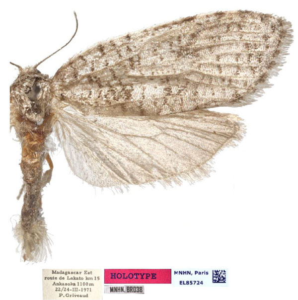 /filer/webapps/moths/media/images/M/masokely_Dregia_HT_MNHN.jpg