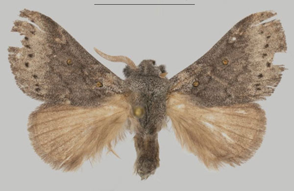 /filer/webapps/moths/media/images/M/mason_Haplopacha_HT_USTTB.jpg