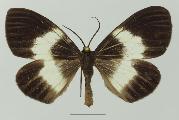 /filer/webapps/moths/media/images/M/massagaria_Macropitthea_AF_Basquina.jpg