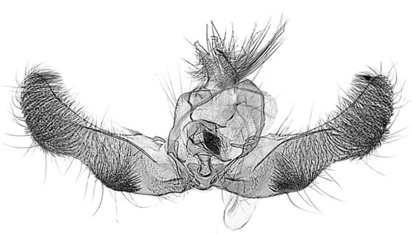 /filer/webapps/moths/media/images/M/massaronei_Gnathodracon_GMHT_MRSN.jpg