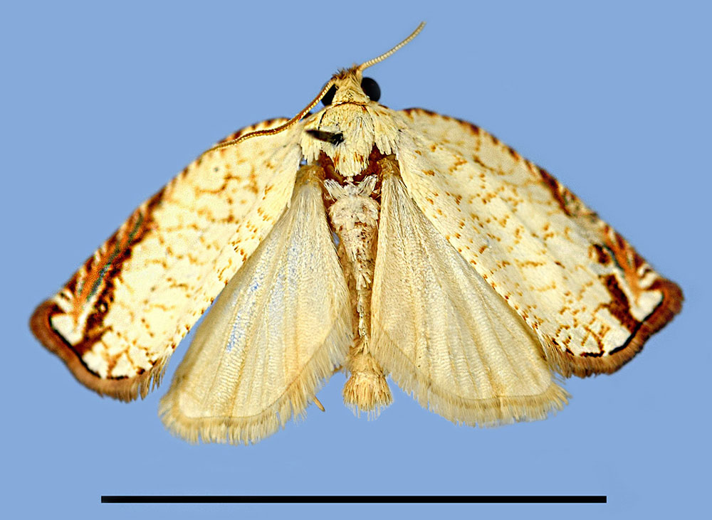/filer/webapps/moths/media/images/M/massaronei_Gnathodracon_HT_MRSN.jpg