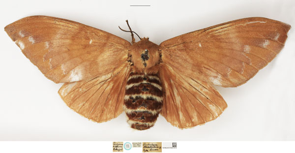/filer/webapps/moths/media/images/M/massilia_Pachypasa_STF_NHMUK.jpg