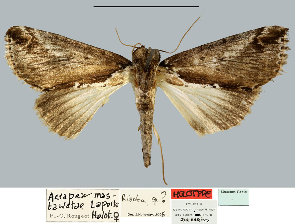 /filer/webapps/moths/media/images/M/mastawatae_Acrapex_HT_MNHN.jpg