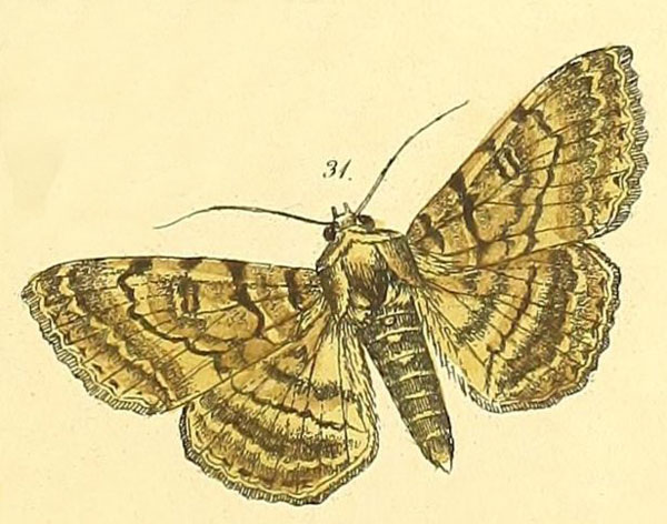 /filer/webapps/moths/media/images/M/mastrucata_Polydesma_Felder_119_31.jpg