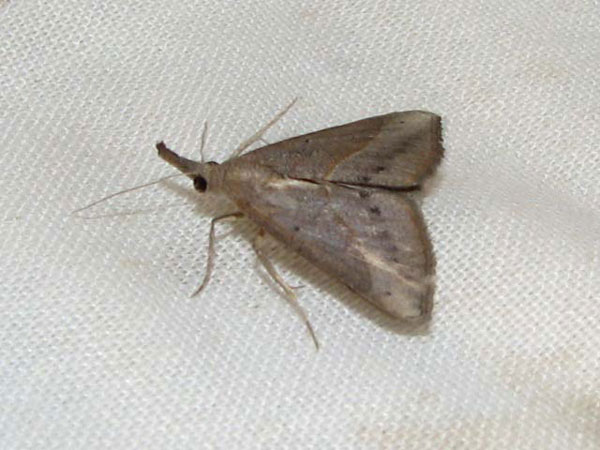 /filer/webapps/moths/media/images/M/masurialis_Hypena_A_Goff_01.jpg