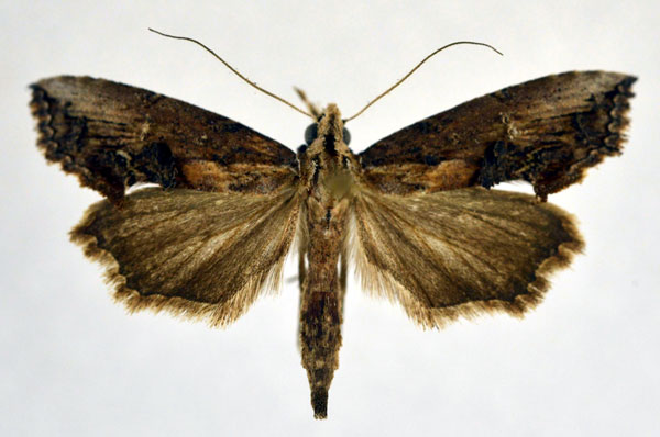 /filer/webapps/moths/media/images/M/matengis_Zekelita_A_NHMO.jpg