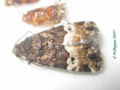 /filer/webapps/moths/media/images/M/matercula_Eustrotia_AM_Bippus_02.jpg