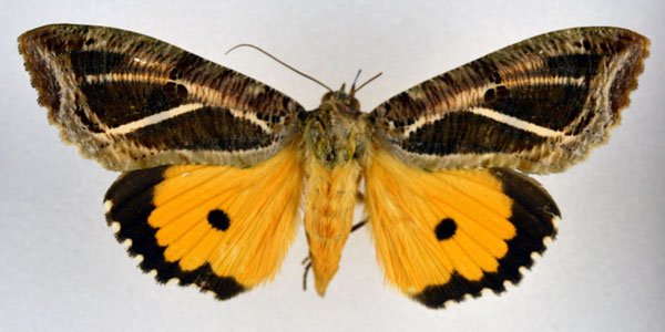 /filer/webapps/moths/media/images/M/materna_Eudocima_AF_NHMO.jpg