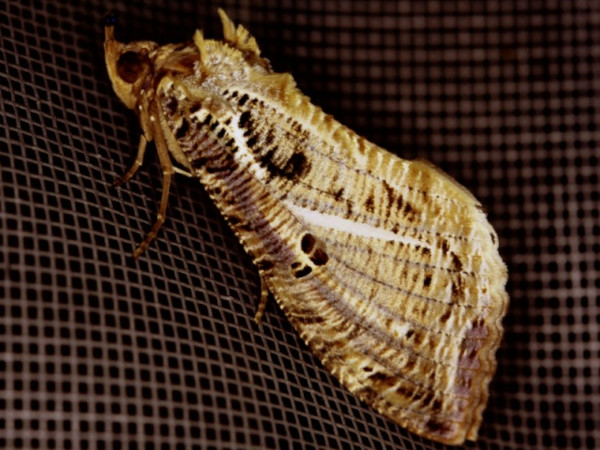 /filer/webapps/moths/media/images/M/materna_Eudocima_AF_Roland.jpg