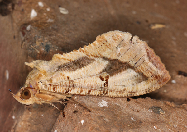 /filer/webapps/moths/media/images/M/materna_Eudocima_AF_Roland_011.jpg