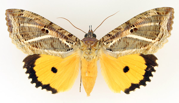 /filer/webapps/moths/media/images/M/materna_Eudocima_AF_TMSA_02.jpg
