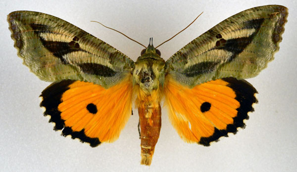 /filer/webapps/moths/media/images/M/materna_Eudocima_AM_NHMO.jpg