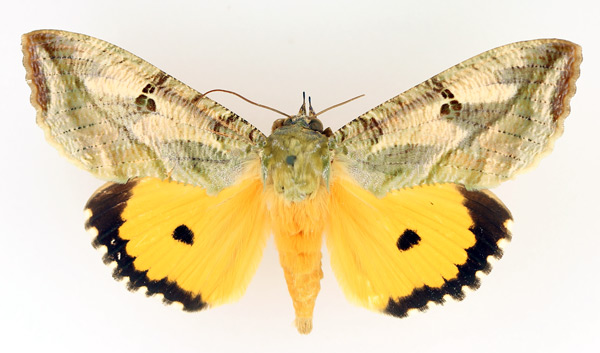 /filer/webapps/moths/media/images/M/materna_Eudocima_AM_TMSA_01.jpg