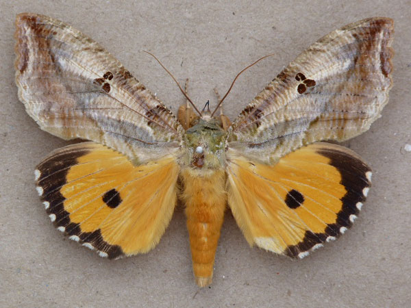 /filer/webapps/moths/media/images/M/materna_Eudocima_A_Butler_01.jpg