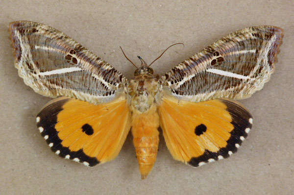 /filer/webapps/moths/media/images/M/materna_Eudocima_A_Butler_02.jpg