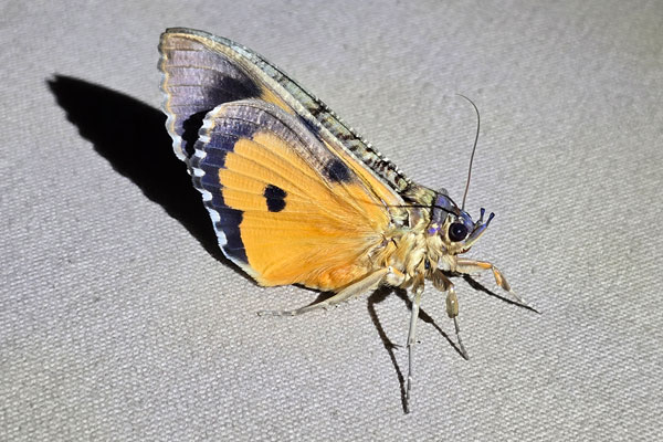 /filer/webapps/moths/media/images/M/materna_Eudocima_A_Szabolcs_01.jpg