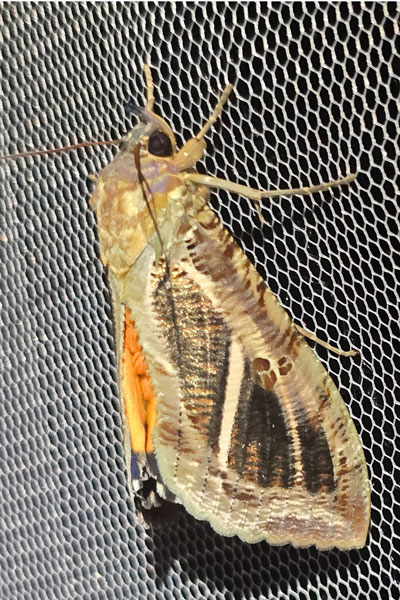 /filer/webapps/moths/media/images/M/materna_Eudocima_A_Szabolcs_02.jpg