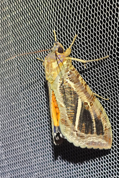 /filer/webapps/moths/media/images/M/materna_Eudocima_A_Szabolcs_03.jpg