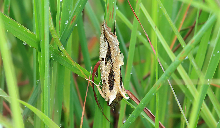 /filer/webapps/moths/media/images/M/materna_Eudocima_A_Voaden_01.jpg