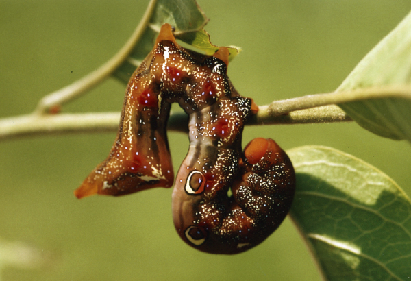 /filer/webapps/moths/media/images/M/materna_Eudocima_C_Roland_06.jpg