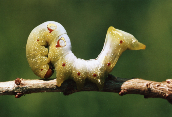 /filer/webapps/moths/media/images/M/materna_Eudocima_C_Roland_07.jpg