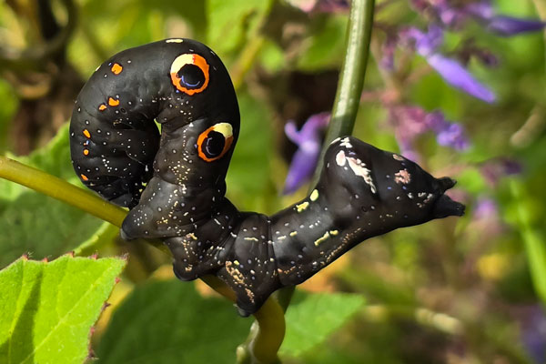 /filer/webapps/moths/media/images/M/materna_Eudocima_C_Szabolcs.jpg