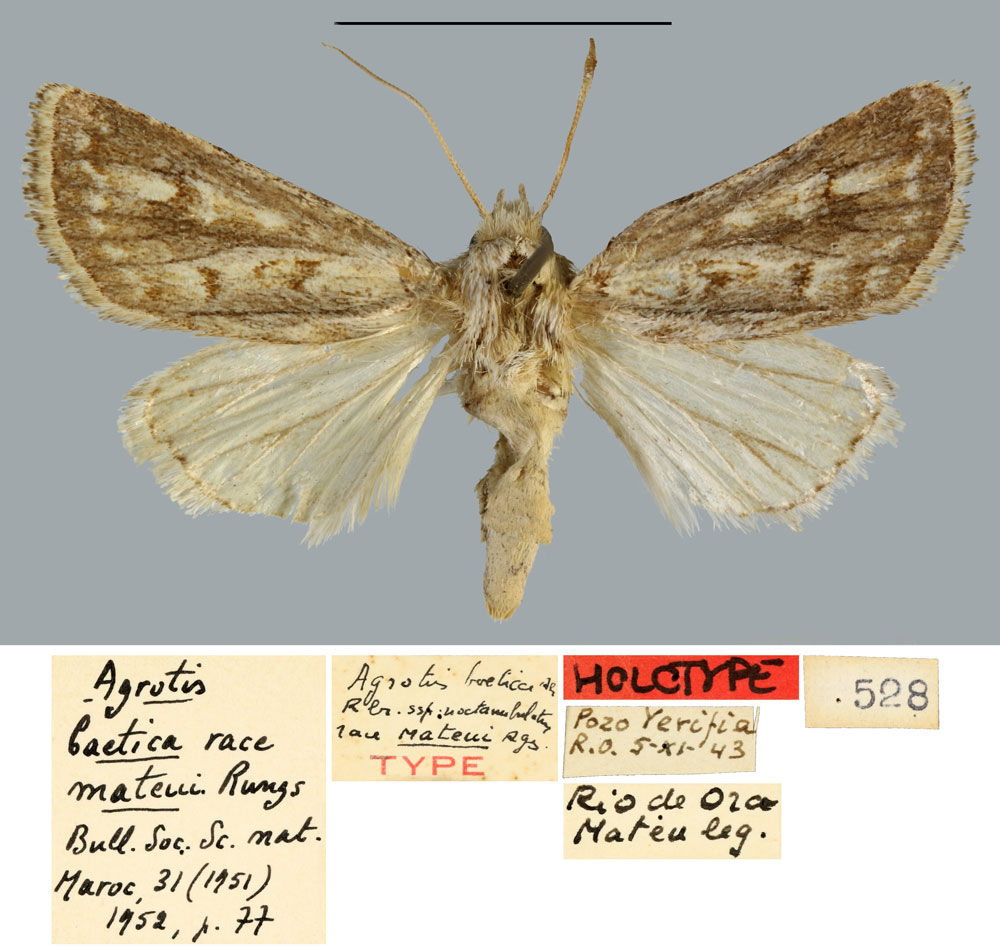 /filer/webapps/moths/media/images/M/mateui_Agrotis_HT_MNHN.jpg