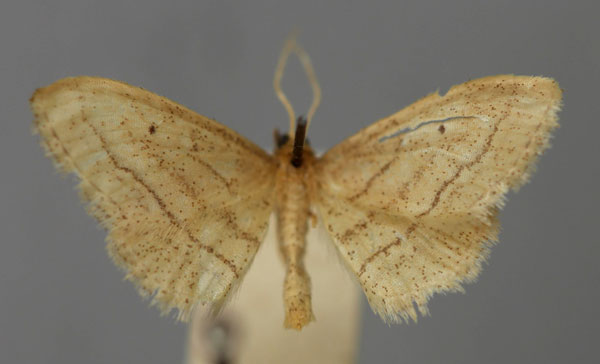 /filer/webapps/moths/media/images/M/mathetica_Idaea_A_ZSM.jpg