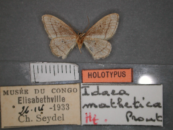 /filer/webapps/moths/media/images/M/mathetica_Idaea_HT_RMCA_02.jpg