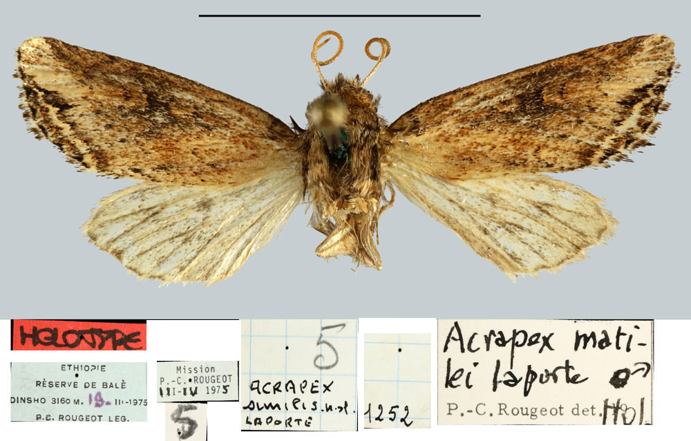 /filer/webapps/moths/media/images/M/matilei_Acrapex_HT_MNHN.jpg