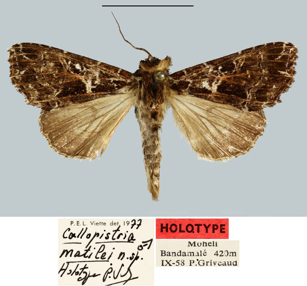 /filer/webapps/moths/media/images/M/matilei_Callopistria_HT_MNHN.jpg