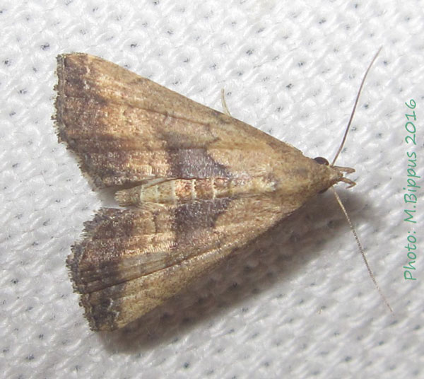 /filer/webapps/moths/media/images/M/matilei_Progonia_AF_Bippus.jpg