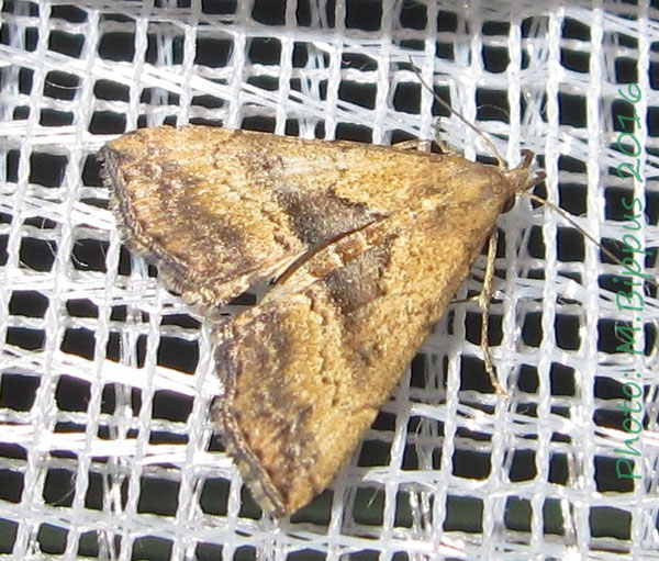 /filer/webapps/moths/media/images/M/matilei_Progonia_A_Bippus.jpg