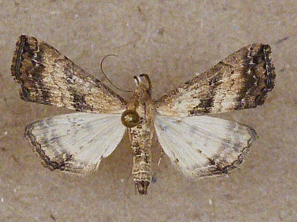 /filer/webapps/moths/media/images/M/matilei_Progonia_A_Butler.jpg