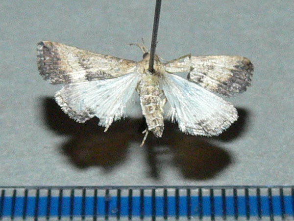 /filer/webapps/moths/media/images/M/matilei_Progonia_A_Goff.jpg