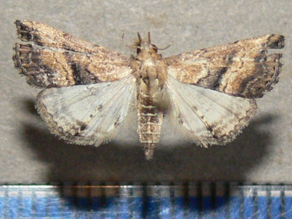 /filer/webapps/moths/media/images/M/matilei_Progonia_A_Goff_01.JPG
