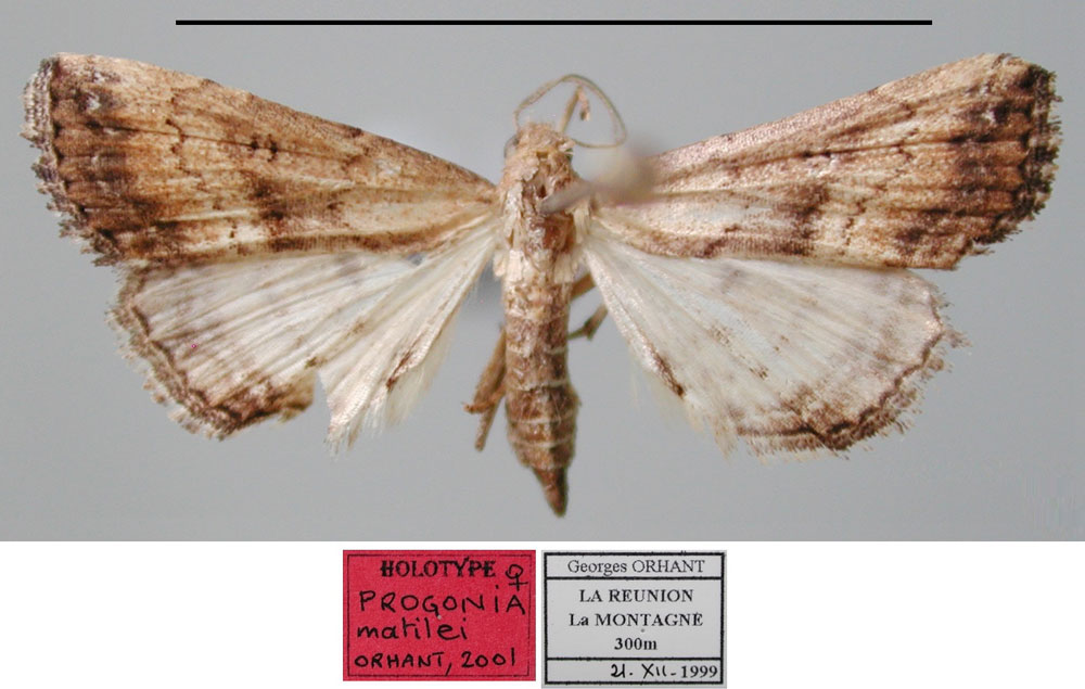 /filer/webapps/moths/media/images/M/matilei_Progonia_HT_MNHN.jpg