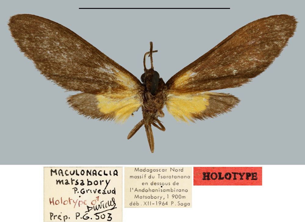 /filer/webapps/moths/media/images/M/matsabory_Maculonaclia_HT_MNHN.jpg