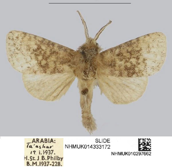 /filer/webapps/moths/media/images/M/matsyurai_Philbyarbela_HT_NHMUK.jpg