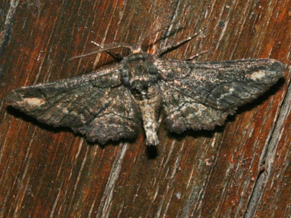 /filer/webapps/moths/media/images/M/maturnaria_Omphalucha_A_Roland.jpg
