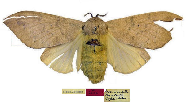 /filer/webapps/moths/media/images/M/matuta_Gonometa_HT_USNM.jpg